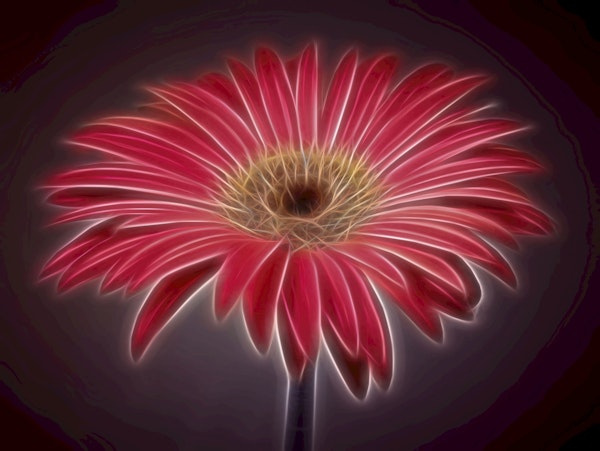 Glowing Gerbera