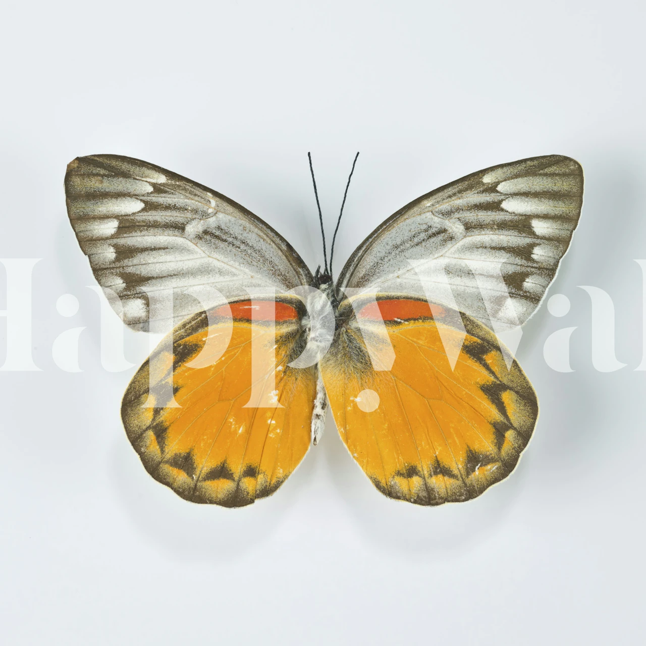 Papel pintado Whimsical Butterfly exhibido en una habitación