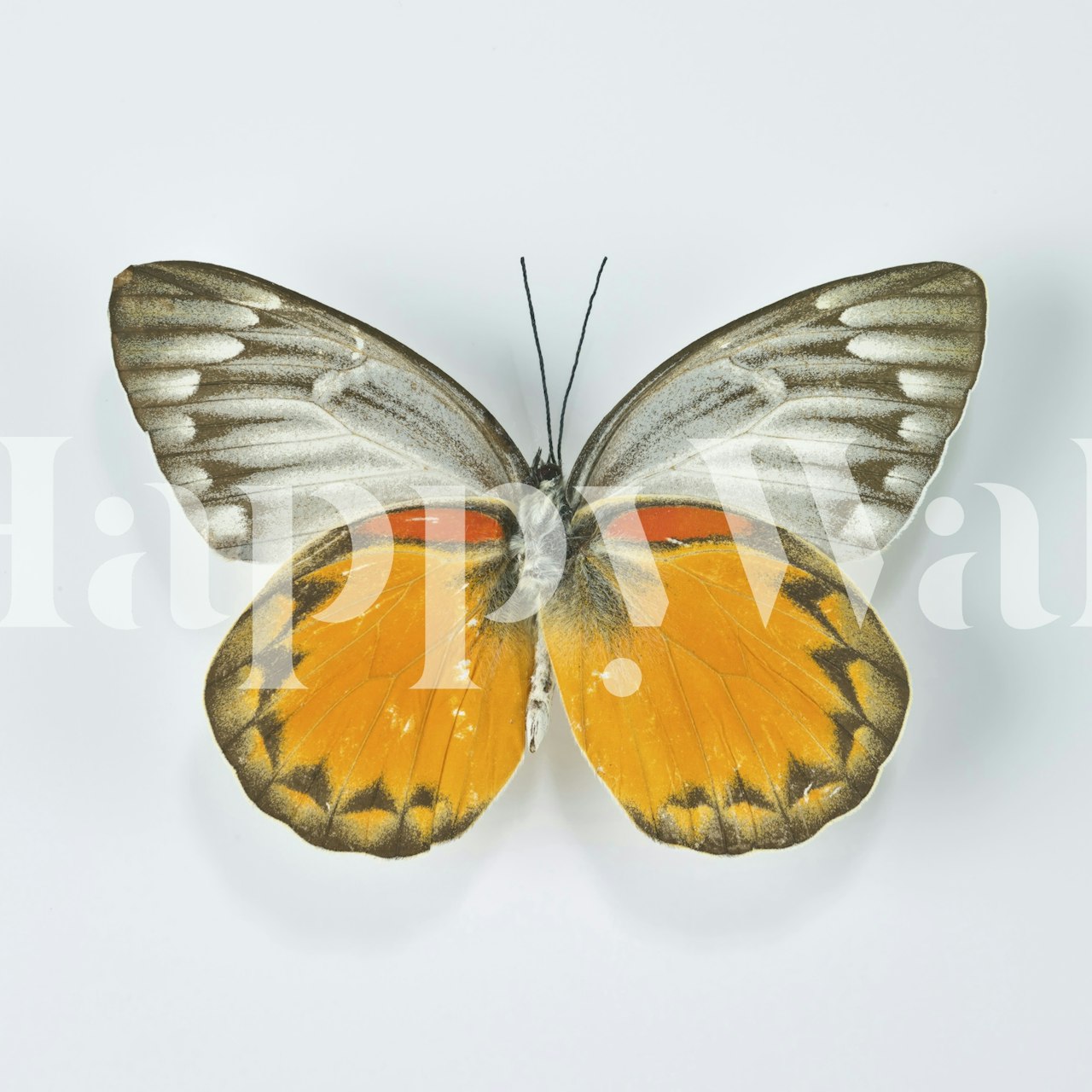 Whimsical Butterfly wallpaper displayed in a room