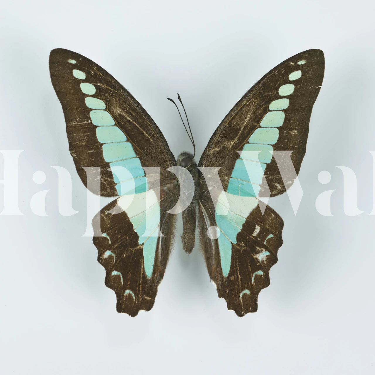 Vibrant butterfly design in blue and brown on wallpaper