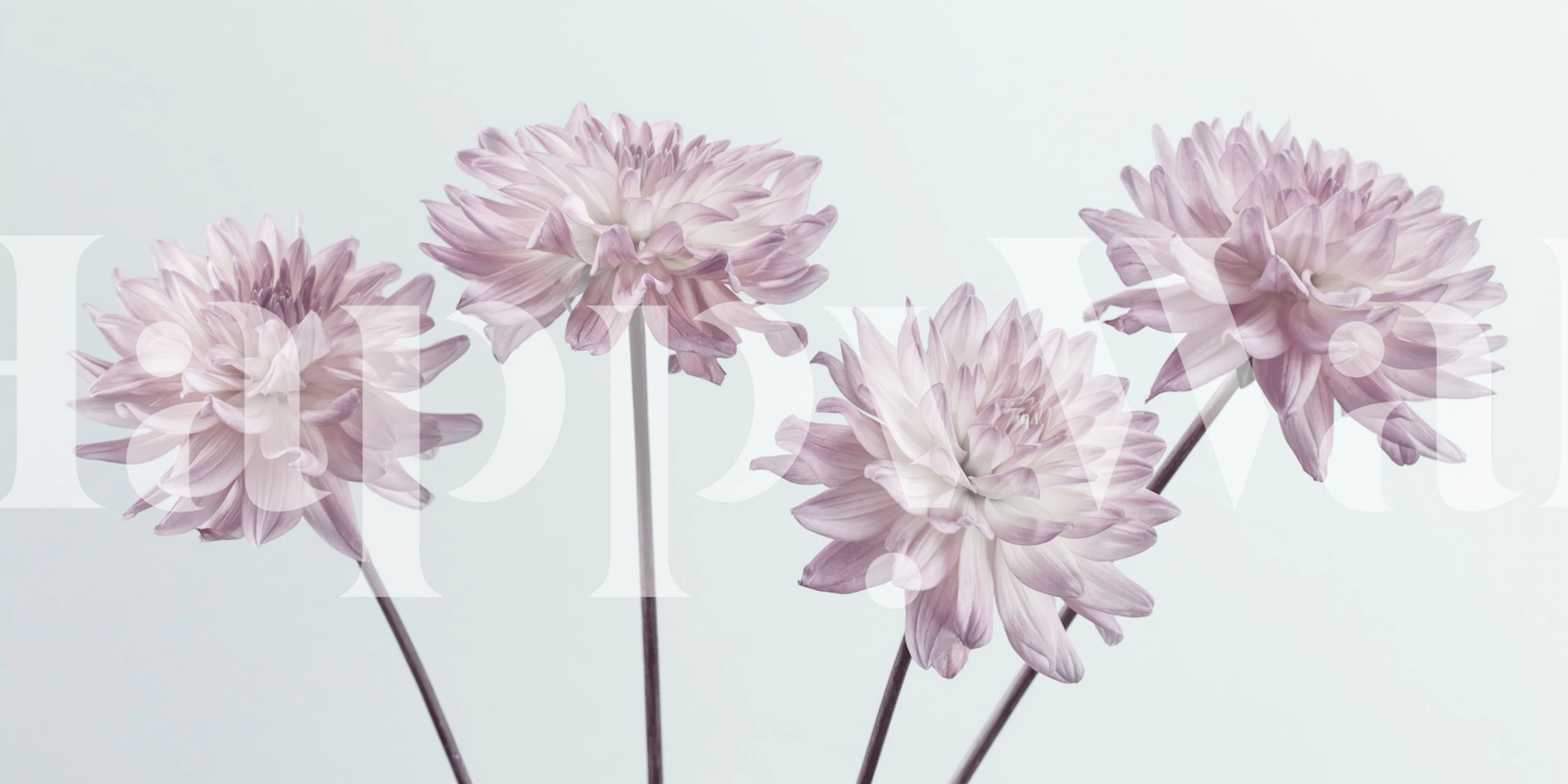 Pink floral wallpaper featuring soft petaled flowers on light background
