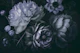 Moody Baroque Floral Symphony Midnight Blue