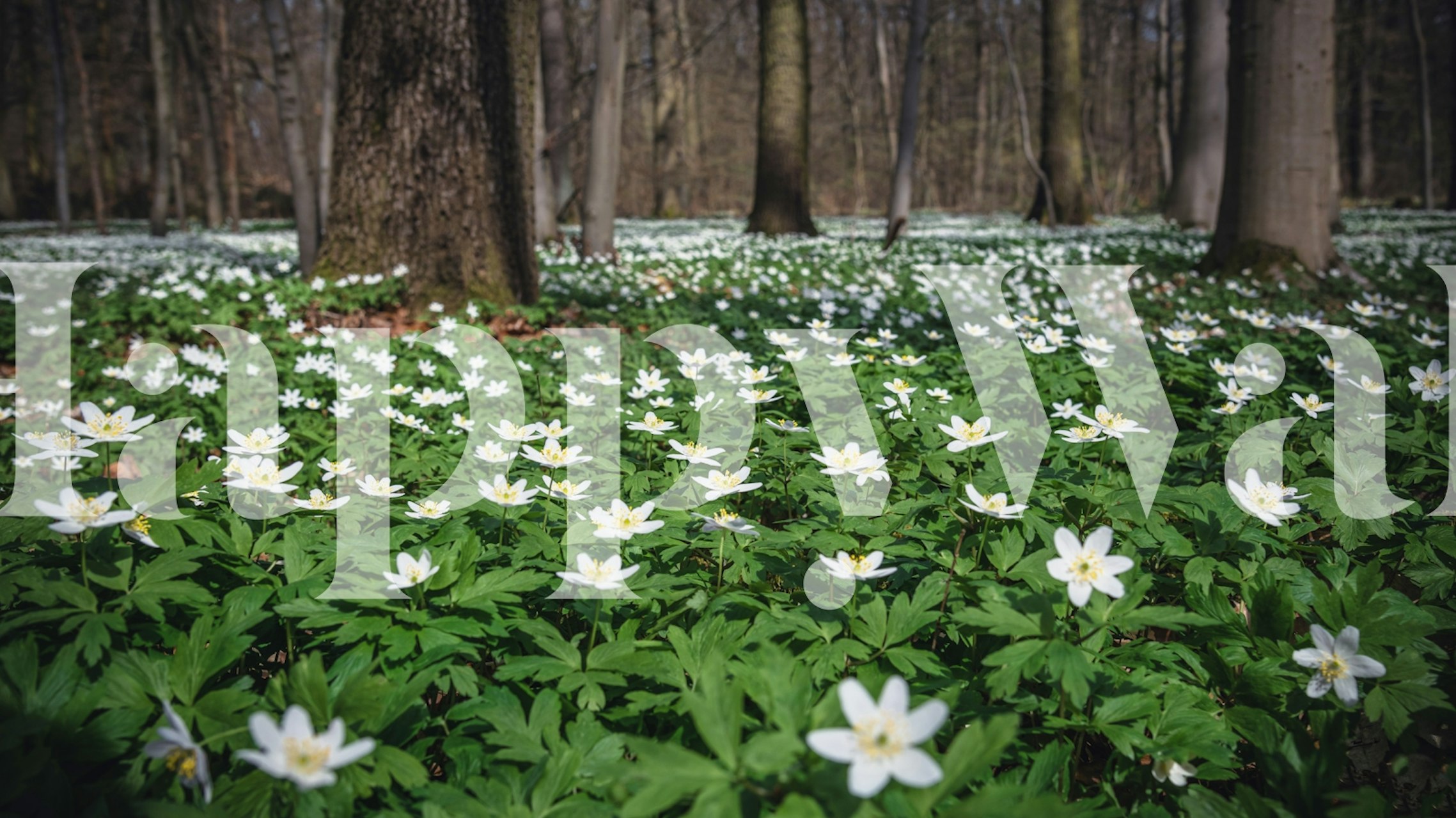 Spring forest wallpaper with white flowers