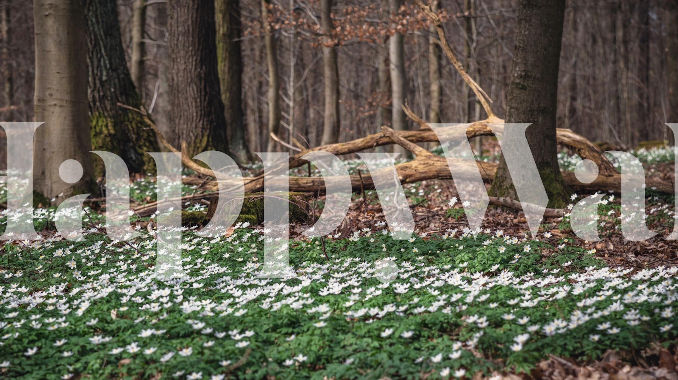 Green and white floral wallpaper in a forest setting