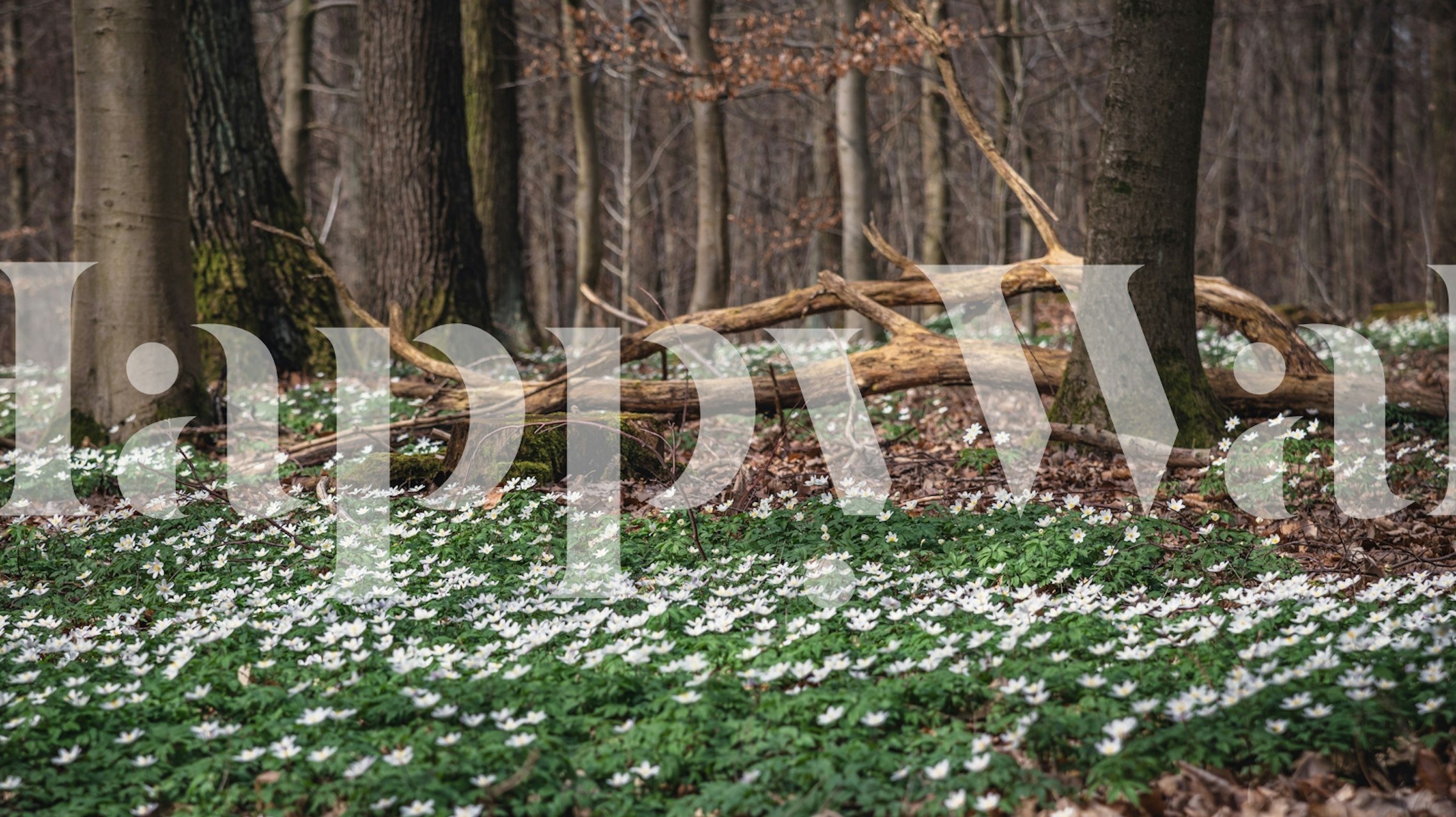 Springflower v lesním prostředí tapeta