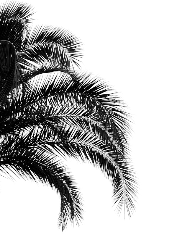 Bohemian Palm Leaves 1