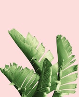 Blush Banana Leaves Dream 12 carta da parati