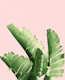 Blush Banana Leaves Dream 12