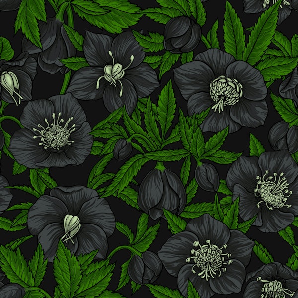 Black Hellebores with leaves