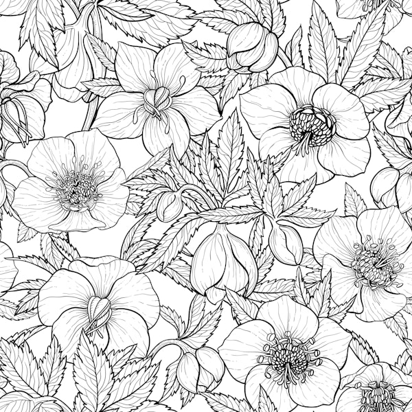 Hellebores in black and white