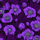 Violet Hellebores with magena leaves