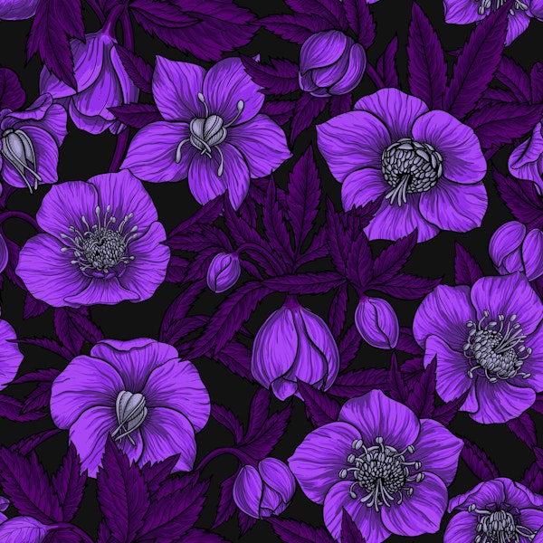 Violet Hellebores with magena leaves