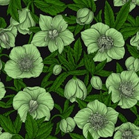 White Hellebores with leaves ταπετσαρία