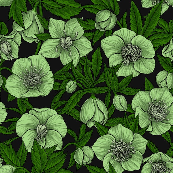 White Hellebores with leaves