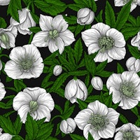 White Hellebores with green leaves ταπετσαρία