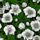 White Hellebores with green leaves