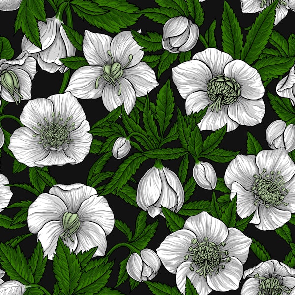 White Hellebores with green leaves