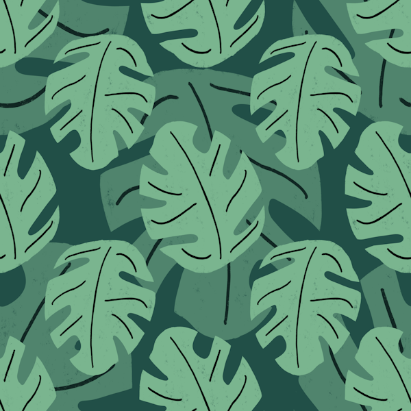 Tropical monstera leaves green