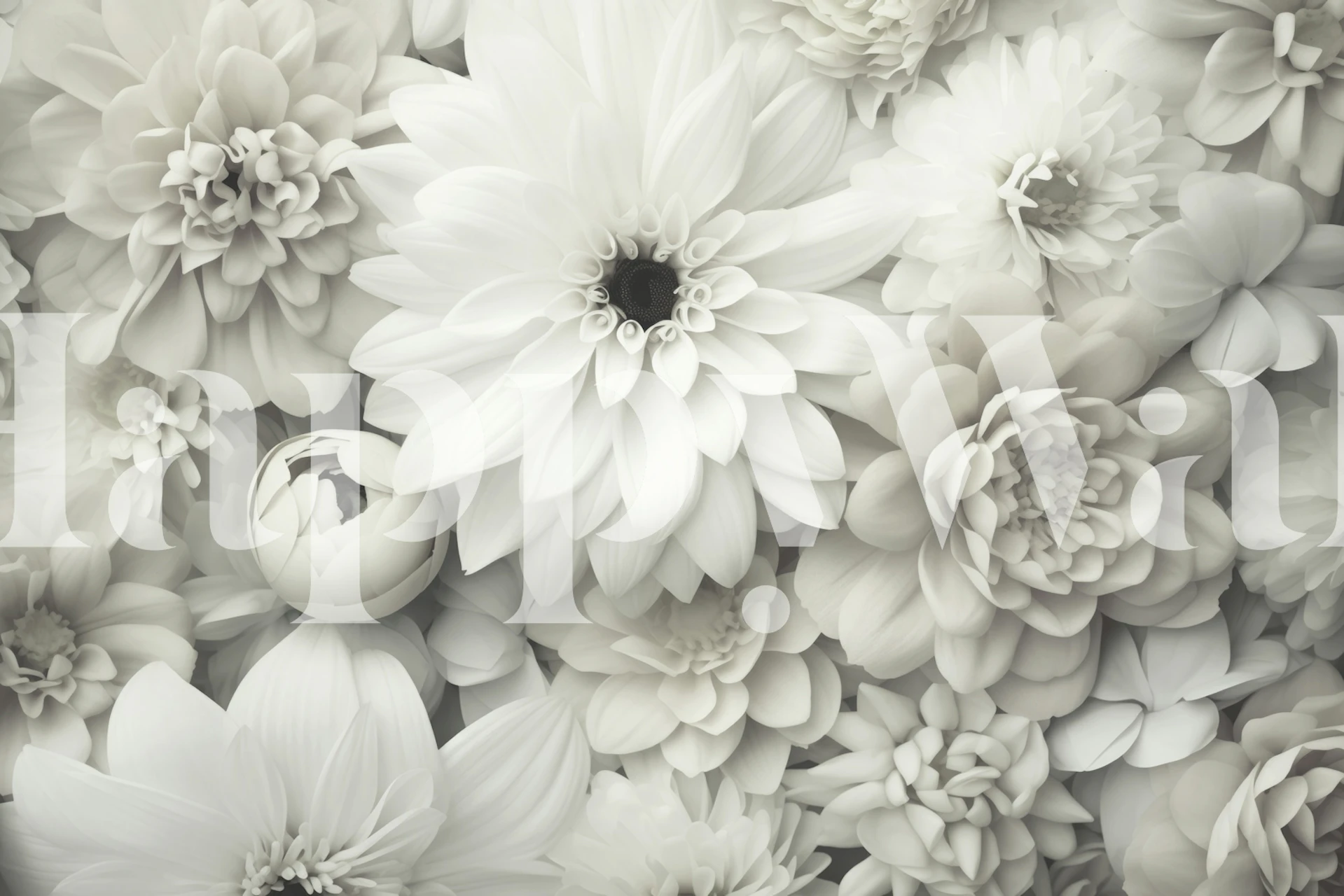 Elegant white flowers wall mural capturing the essence of a serene floral cascade