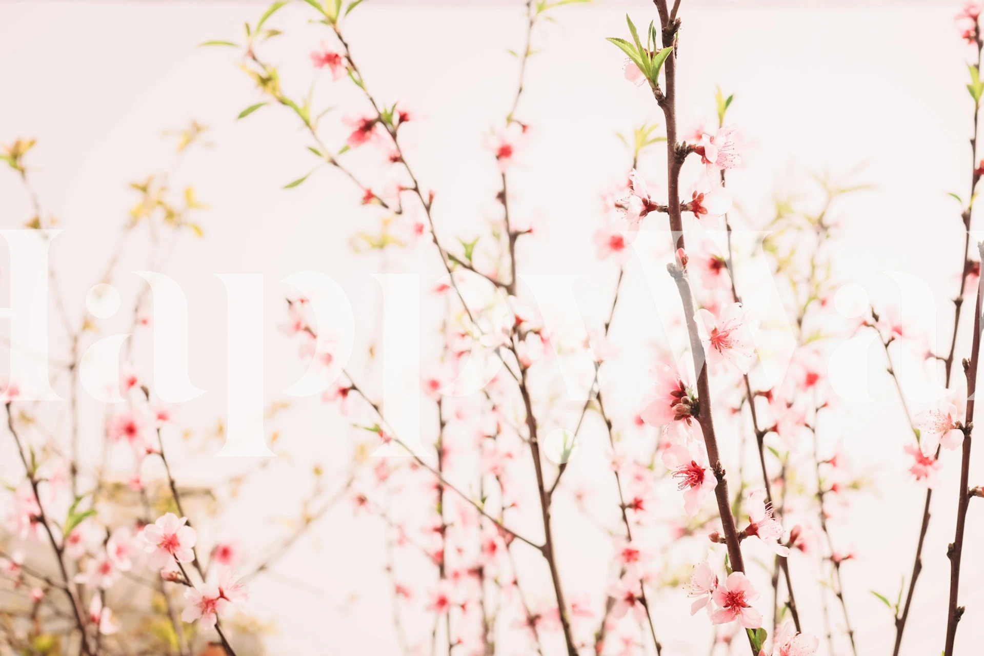 Branches with pink flowers on a light background wallpaper