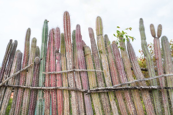 Cacti Fence Dream 1