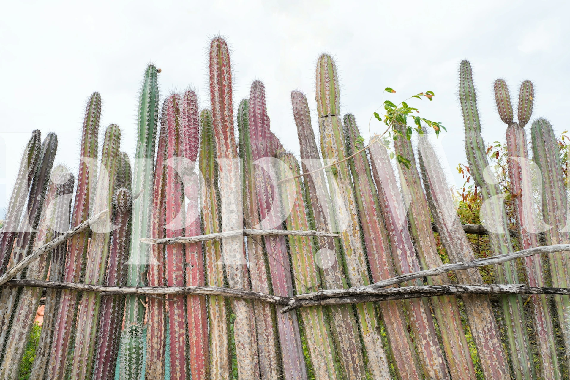 Cacti Fence Dream 1 tapet i et rum