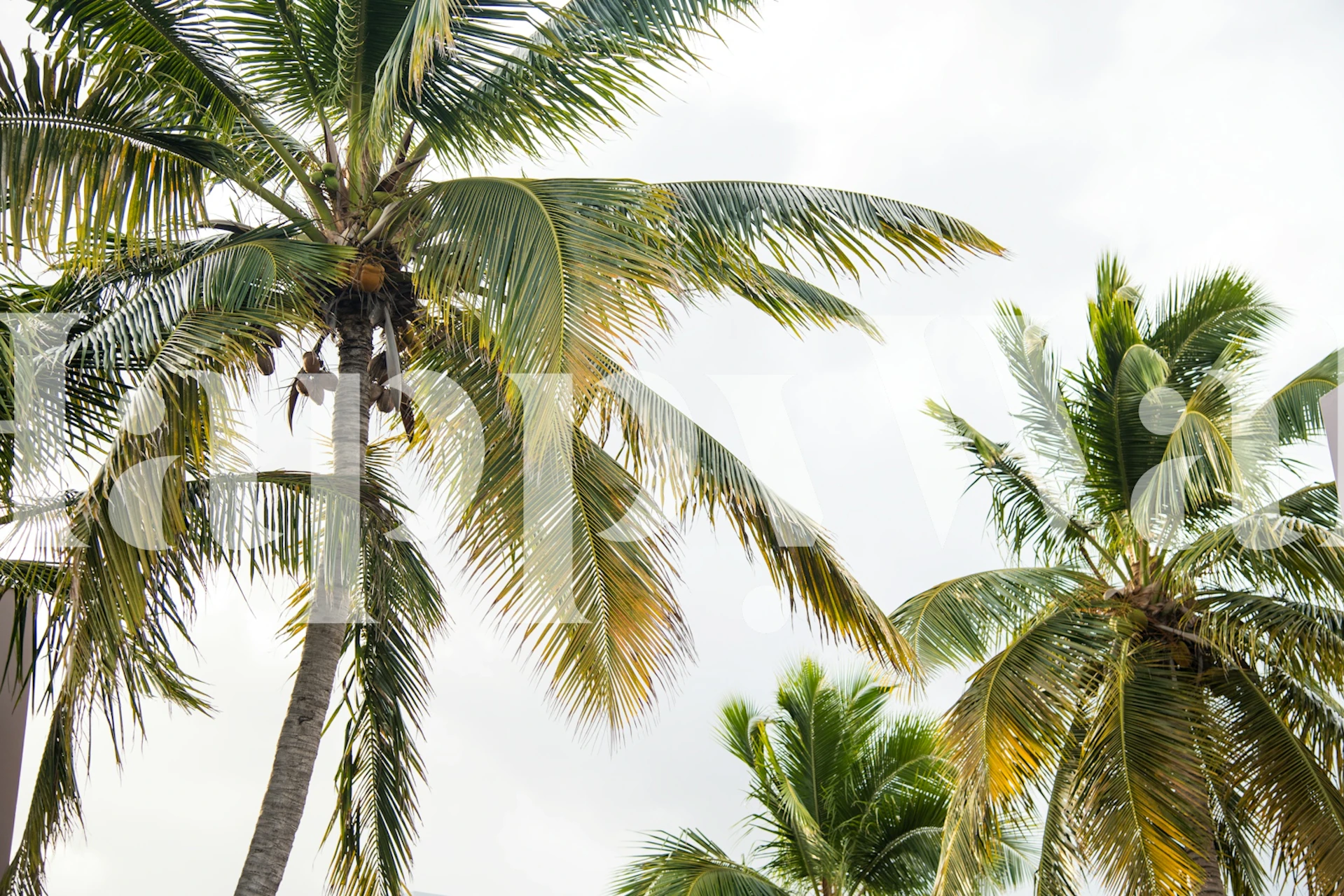 Caribbean palms wallpaper in a room