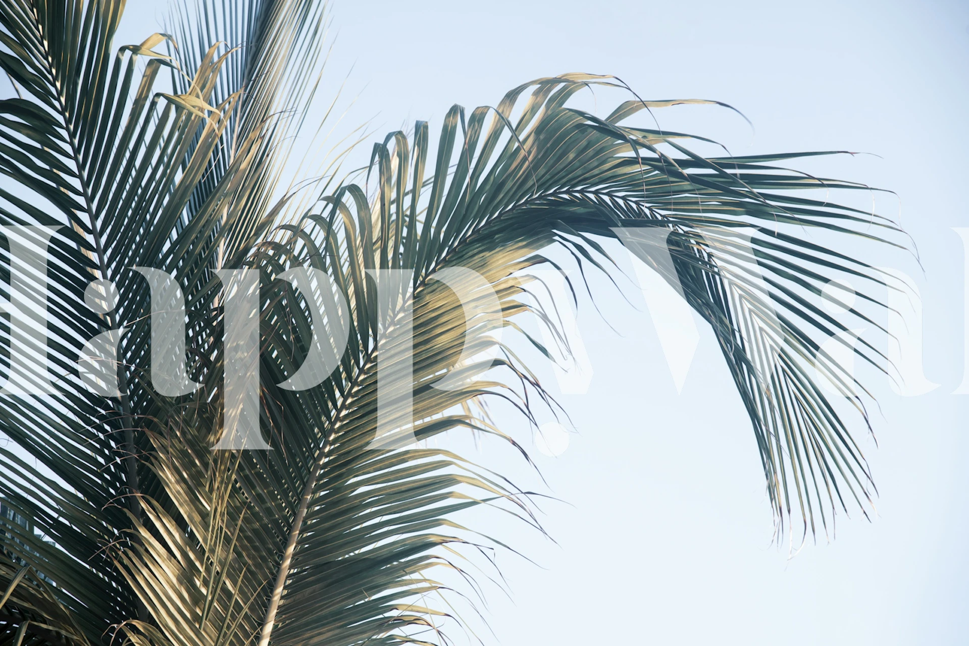 Design tapety Caribbean Palm Leaves v místnosti