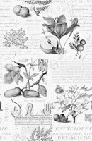 Botanical Treasures Joris Hoefnagel tapety