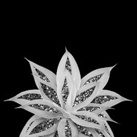 Gray Agave Silver Glitter 2a tapete