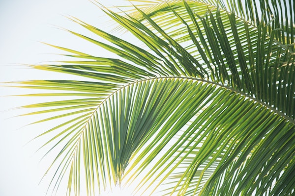 Caribbean Palm Leaves Dream 1