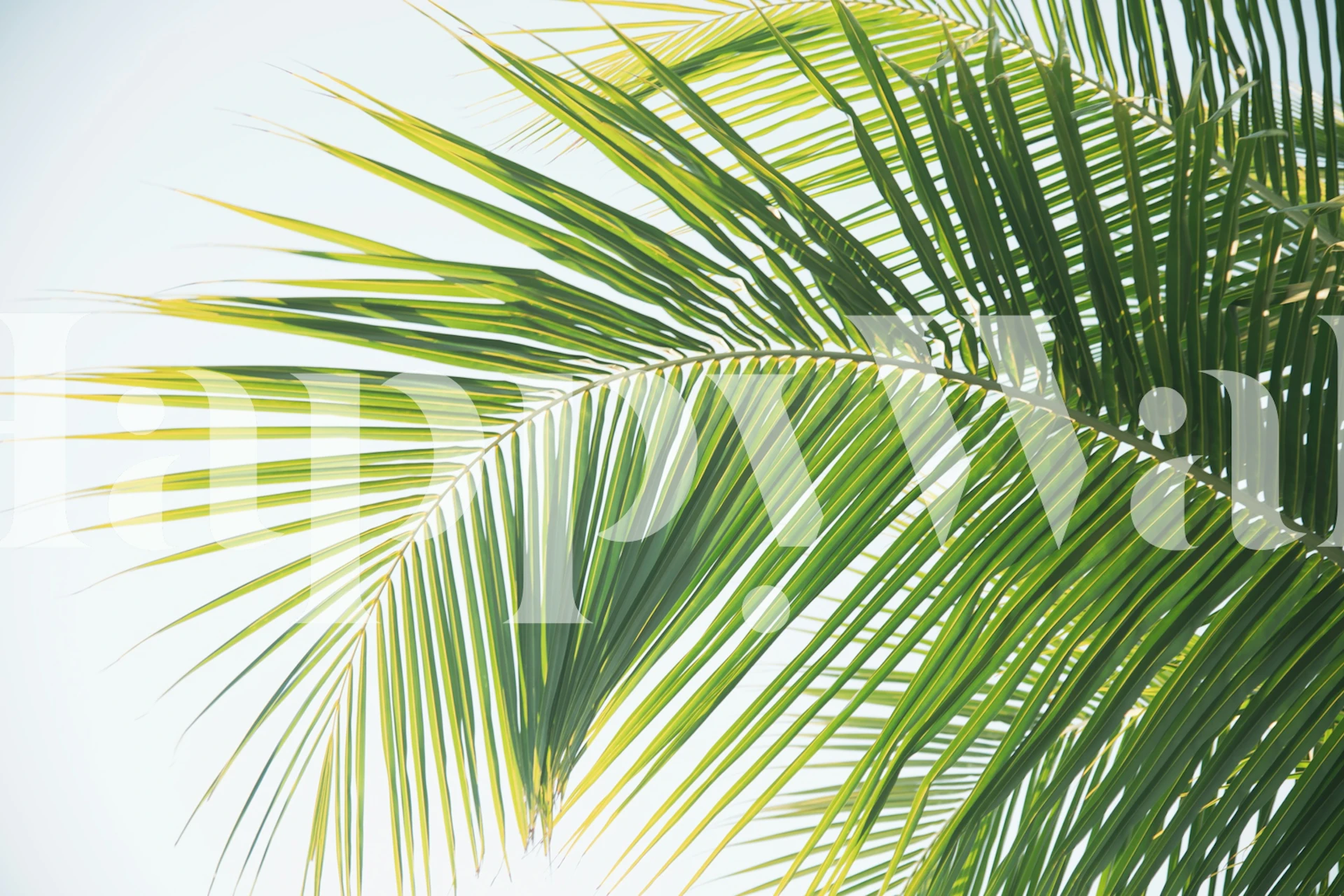 Caribbean palm leaves wallpaper in a room