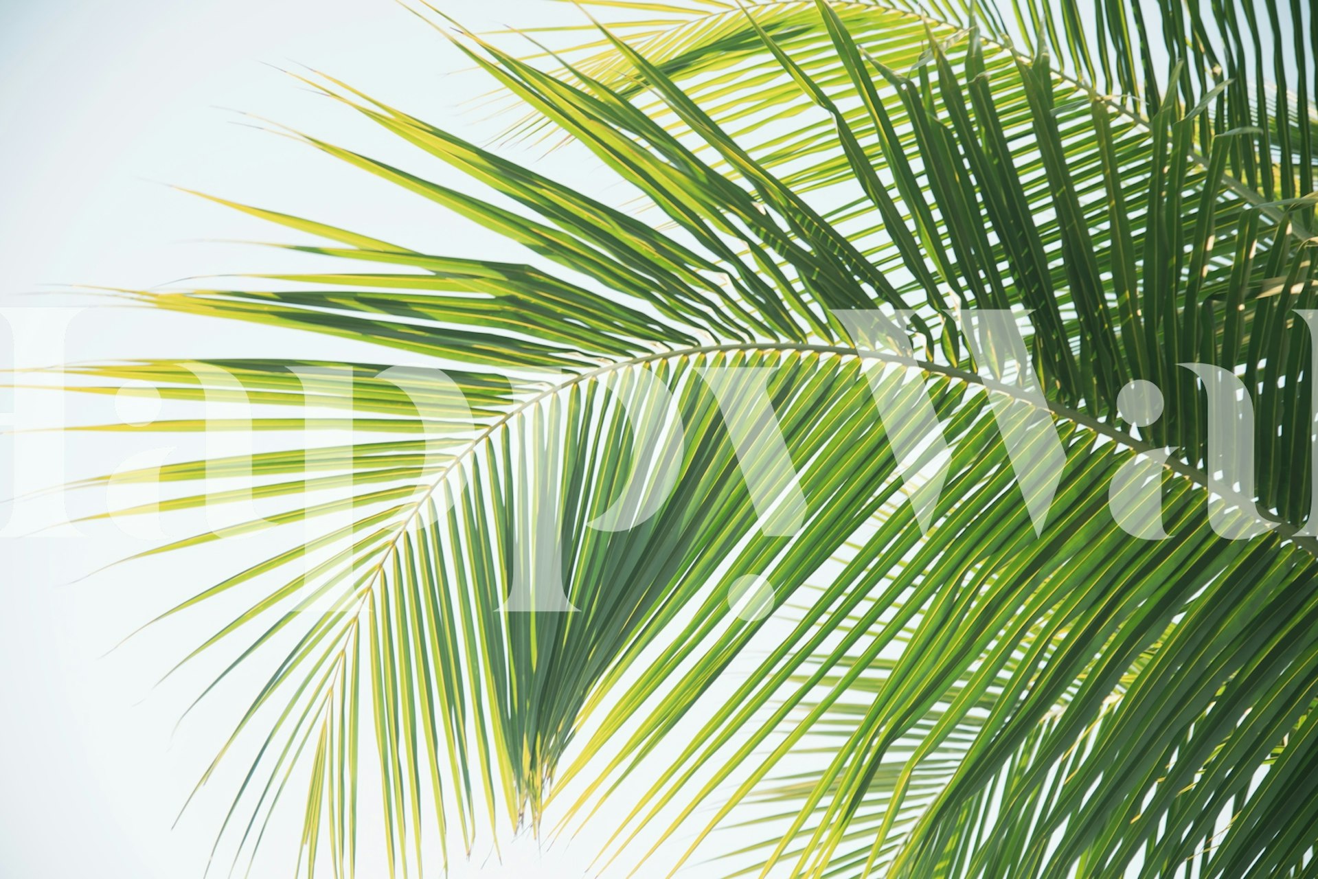 Caribbean Palm Leaves tapeta v pokoji