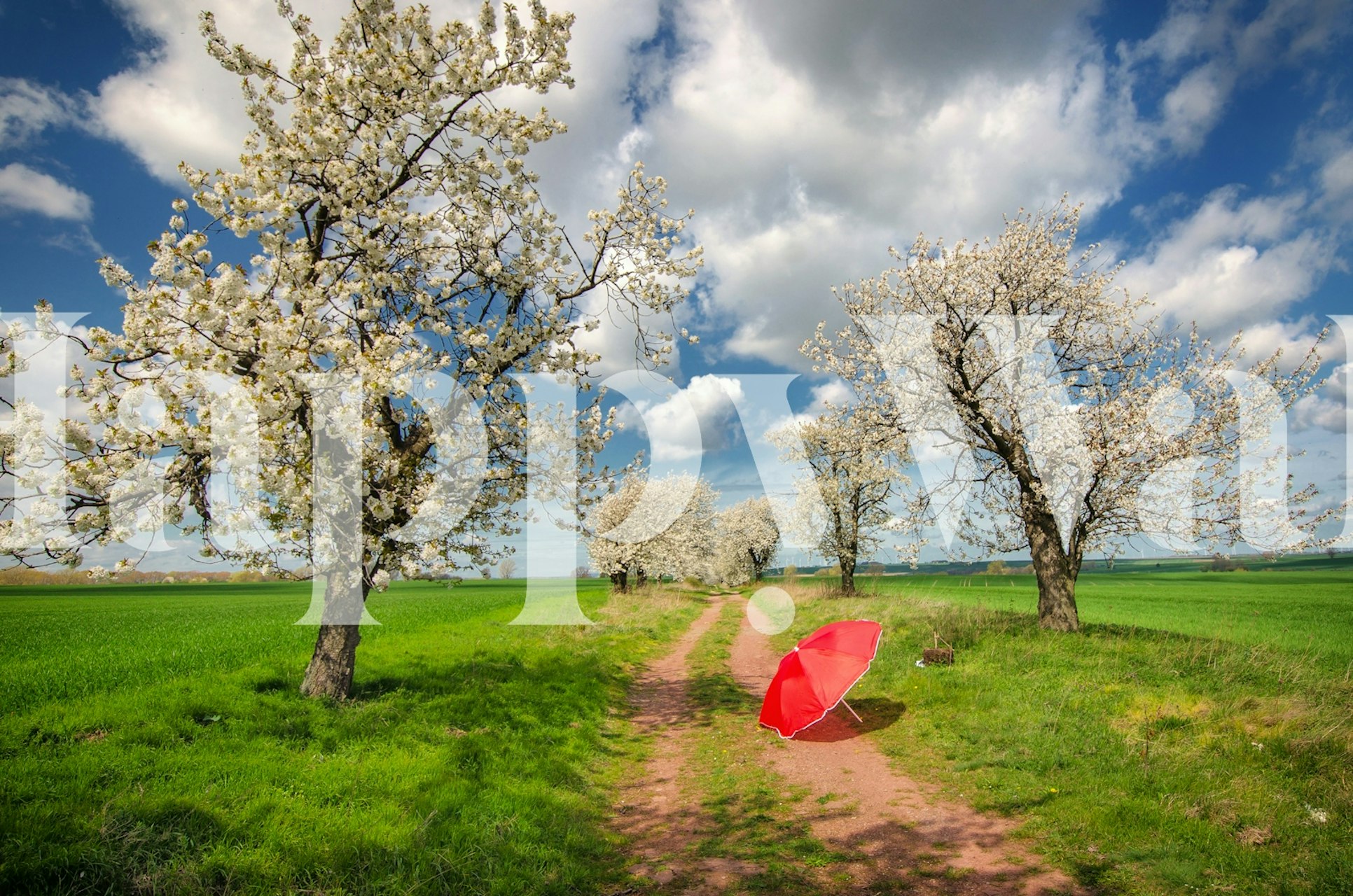 Red umbrella on a dirt path with cherry blossom trees and vibrant green fields wallpaper