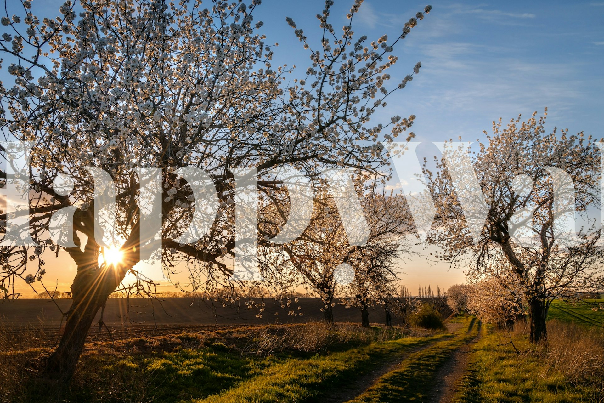 Cherry blossom wallpaper enhancing a room