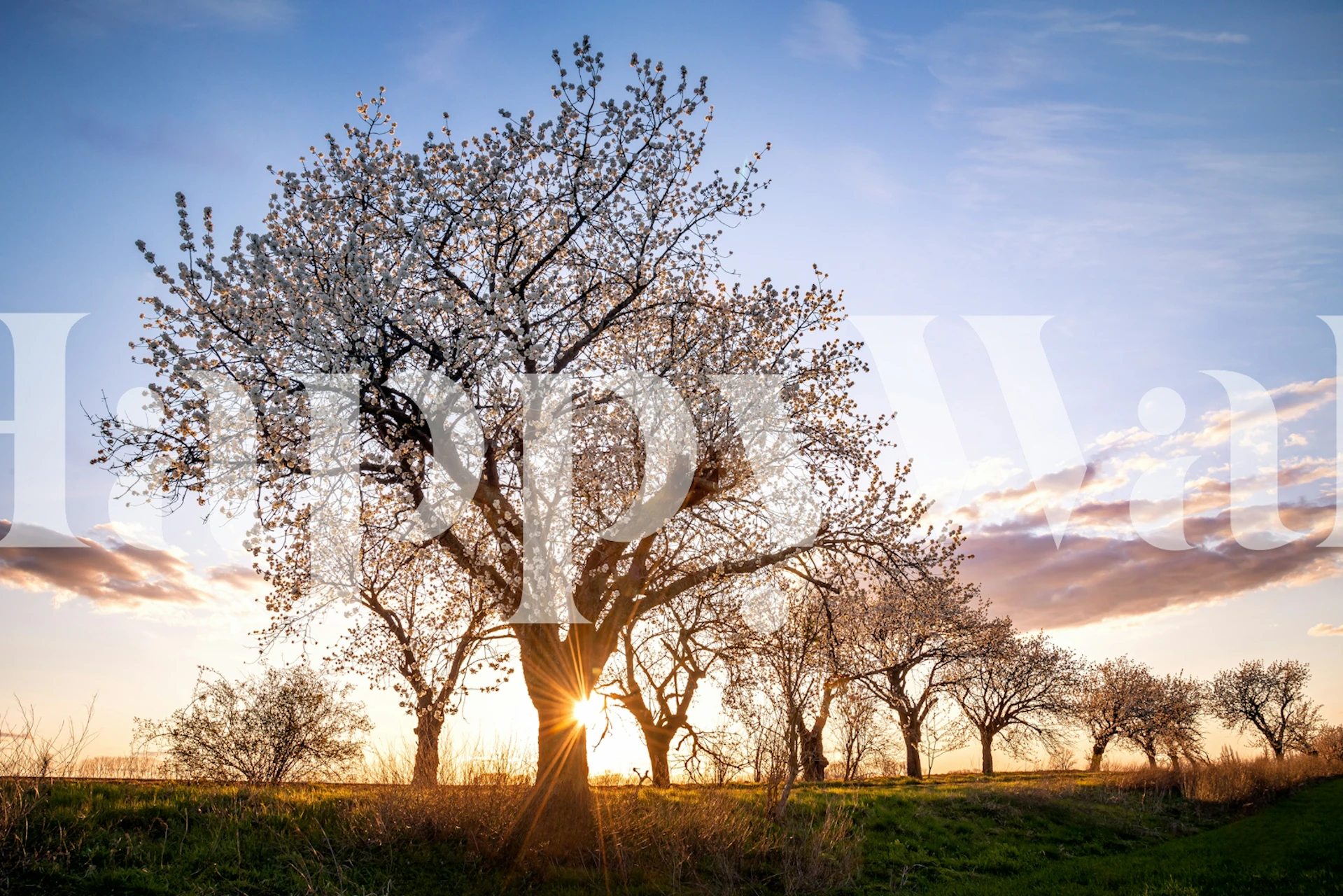Cherry blossom trees in bloom against a sunset sky wallpaper