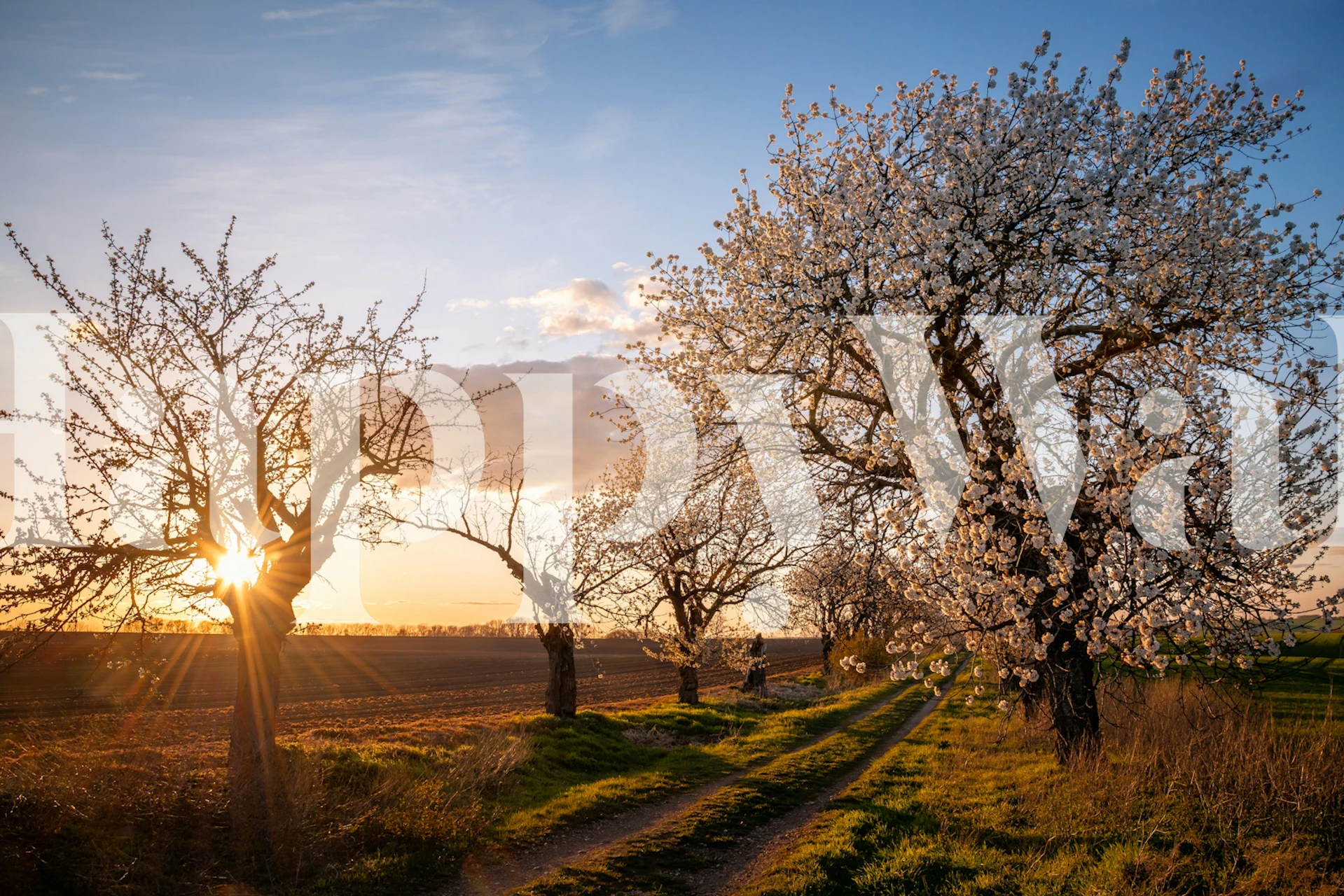 Papier peint mural d'arbres en fleurs au coucher du soleil avec un thème printanier