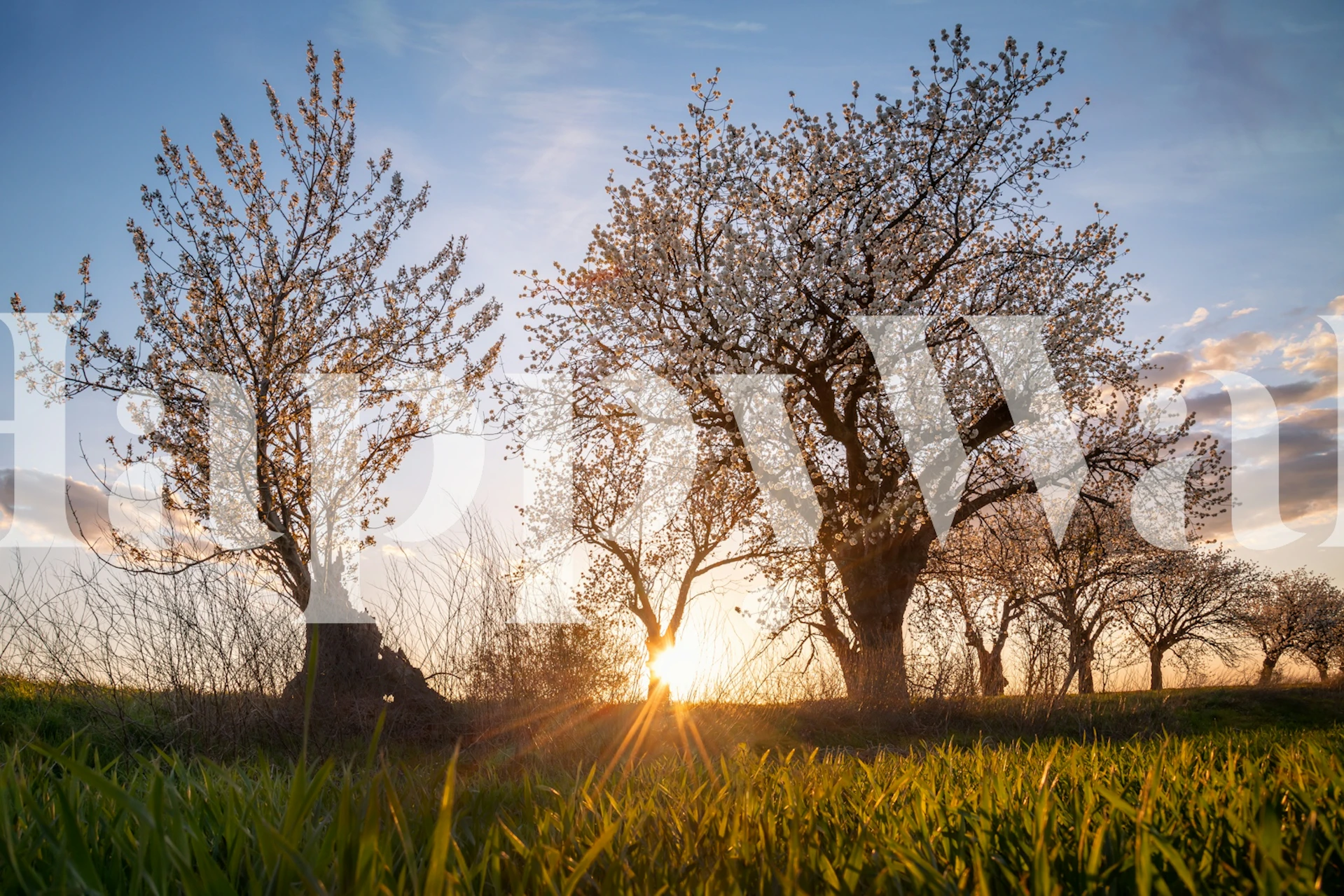 Cherry trees in blossom at sunset with green grass wallpaper