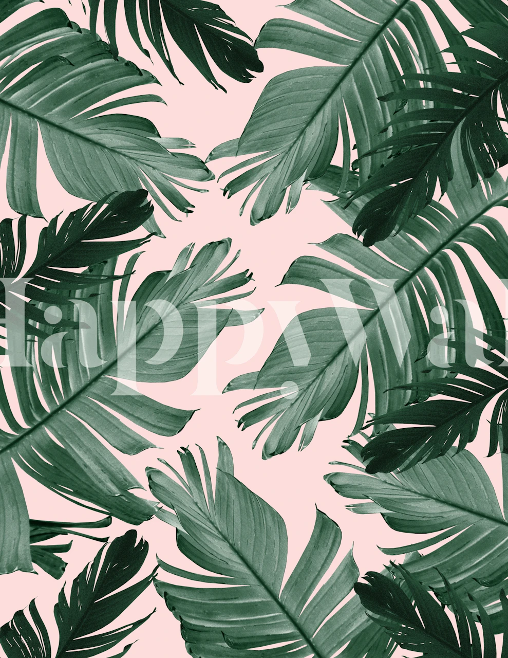 Tropical green banana leaves on soft pink background wallpaper