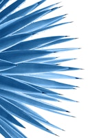 Classic Blue Agave Dream 1 carta da parati