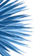 Classic Blue Agave Dream 1