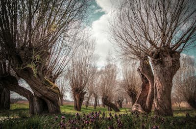 Τοιχογραφία