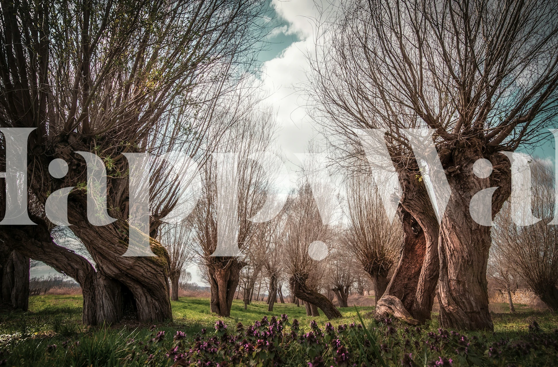 Pollard willow trees and purple flowers in a landscape wallpaper