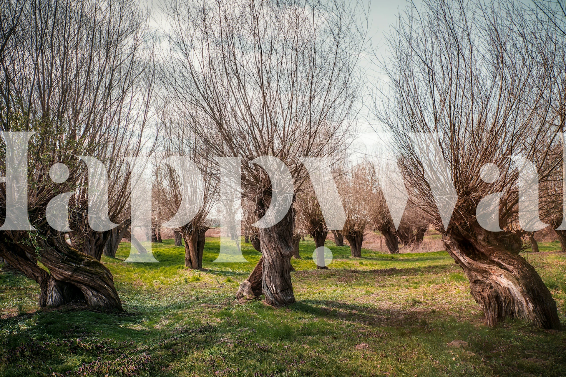 Spring magical trees wallpaper in a room