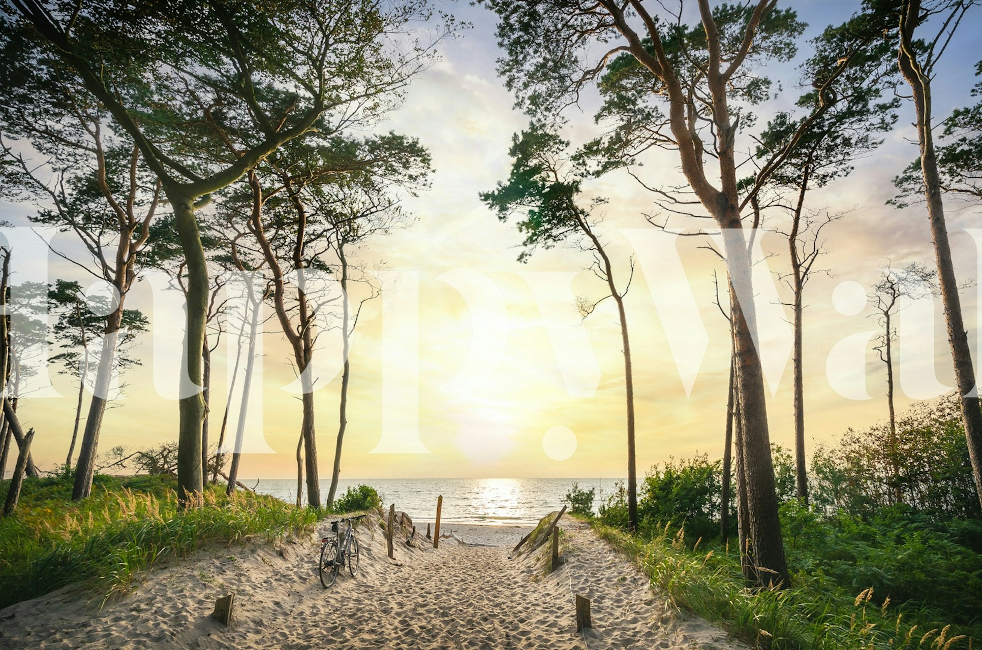 Ein Weg durch Bäume, der bei Sonnenuntergang zum Meer führt, im Fototapete „Ostsee-Sonnenuntergang“.