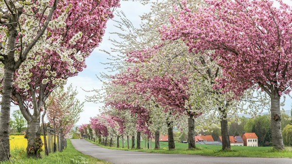 Cherrietree at Springtime