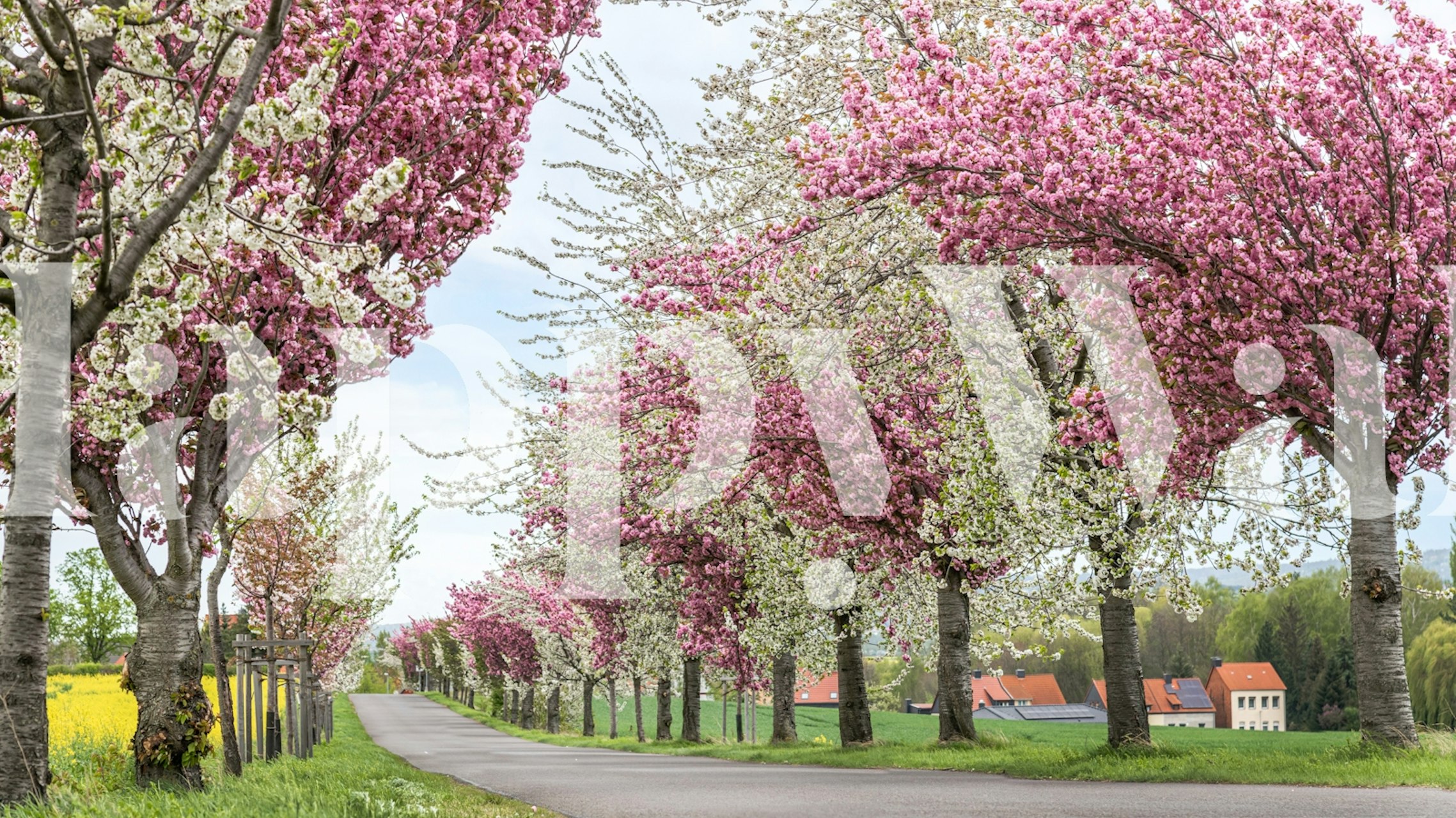 Cherry blossom trees with pink and white flowers wallpaper