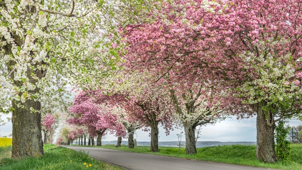 Springtime with Cherrietrees