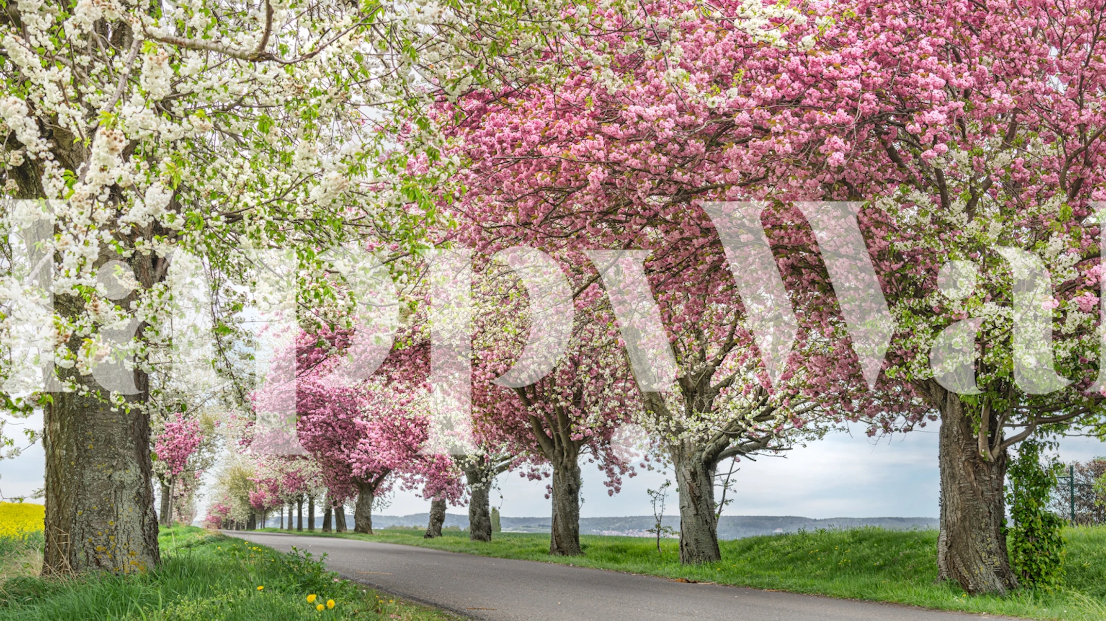 Cherry trees in full bloom lining a pathway in a springtime scene wall mural