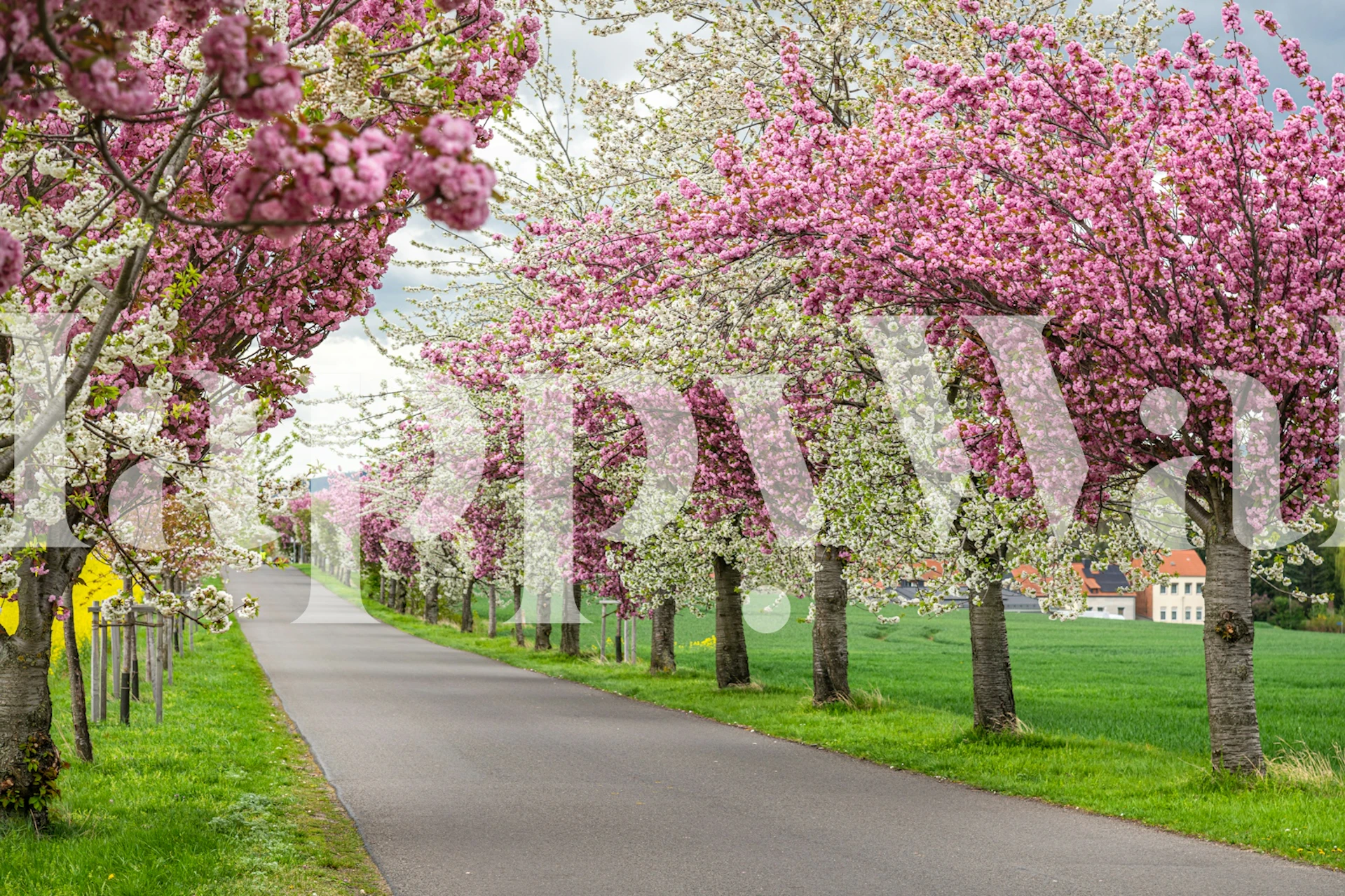 Magical Cherrietree wallpaper in a room